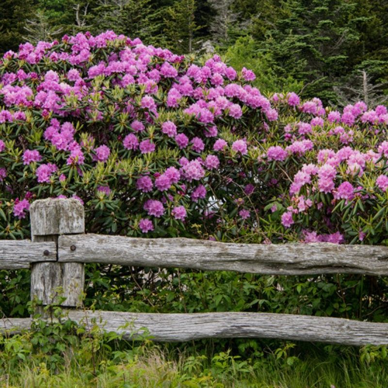 Robin - Log Fence with Flowers