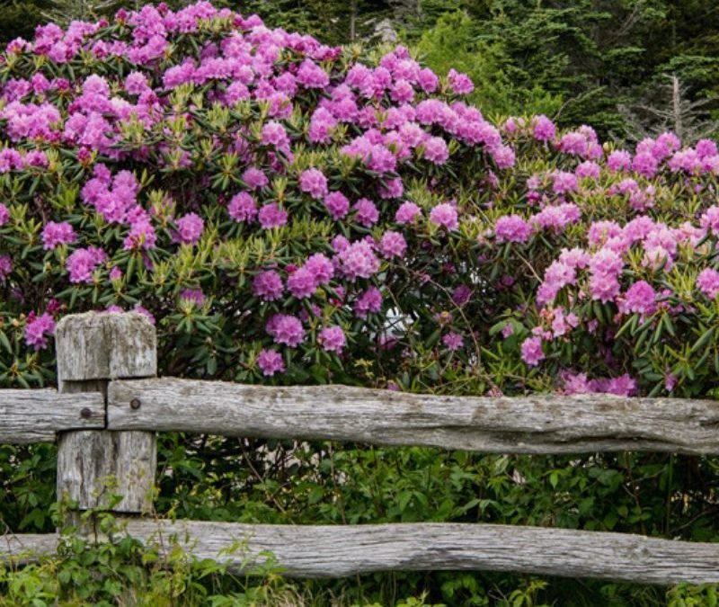 Robin - Log Fence with Flowers